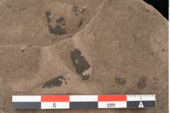 Foto (Detailansicht) von Plantae indet.  (NHMW-GEO-2024-0188-10389)